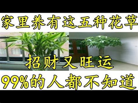 家裡可以種榕樹嗎|【家裡可以種榕樹嗎】家裡可以種榕樹嗎？看懂禁忌巧種榕樹，帶。